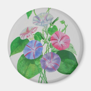 Colourful Climbing Morning Glory Botanical Art Magnet