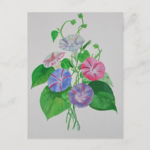 Colourful Climbing Morning Glory Botanical Art Postcard