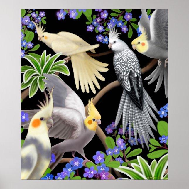 Colourful Cockatiels Poster (Front)
