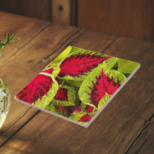 Colourful Coleus Leaves Floral Tile