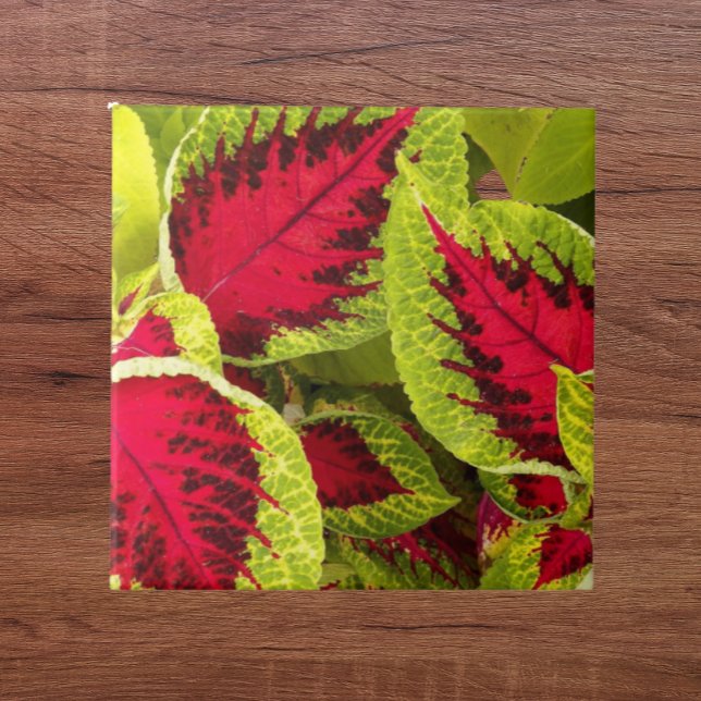 Colourful Coleus Leaves Floral Tile (In Situ)