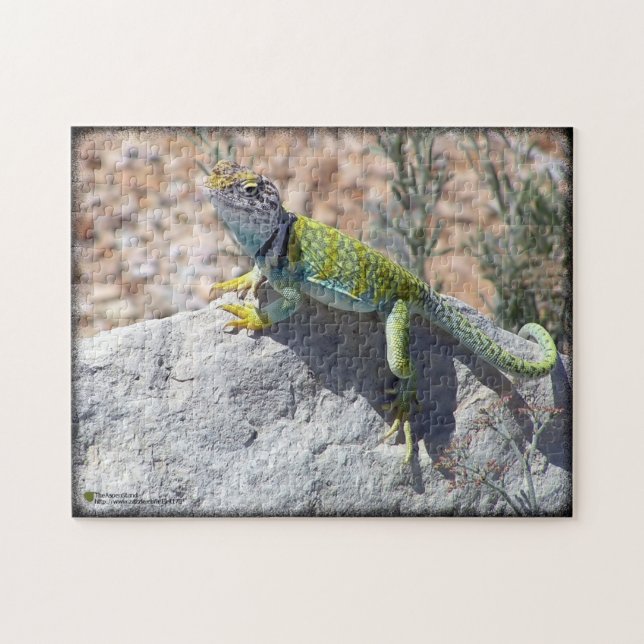 Colourful Collared Lizard On A Rock Jigsaw Puzzle (Horizontal)