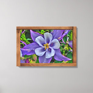 Colourful columbine Colorado flower canvas art