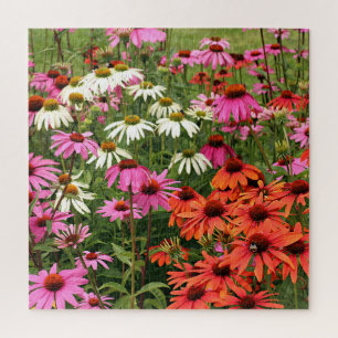 Colourful Coneflowers Jigsaw Puzzle