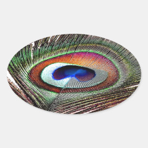 Colourful Copper Peacock Feather Oval Sticker