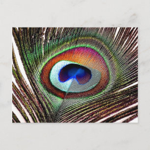 Colourful Copper Peacock Feather Postcard