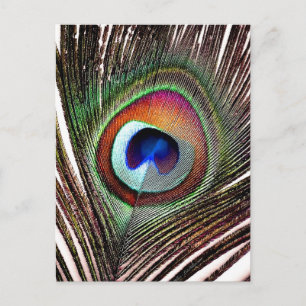 Colourful Copper Peacock Feather Postcard