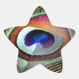 Colourful Copper Peacock Feather Star Sticker