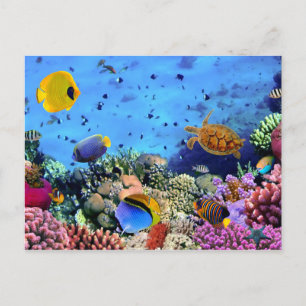 Colourful Coral Reef Critters Postcard