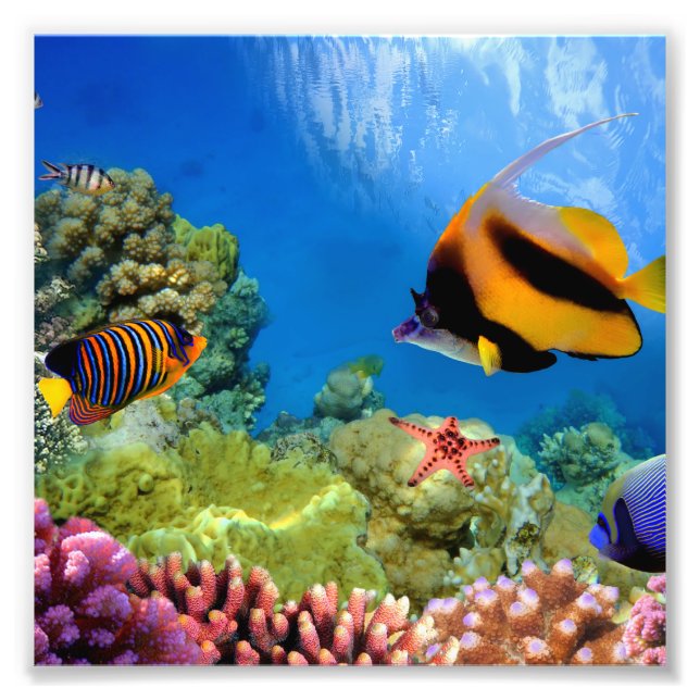 Colourful Coral & Tropical Fish Photo Print (Front)