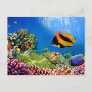 Colourful Coral & Tropical Fish Postcard