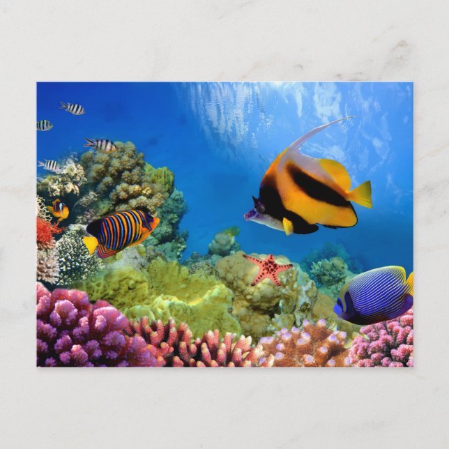 Colourful Coral & Tropical Fish Postcard (Front)
