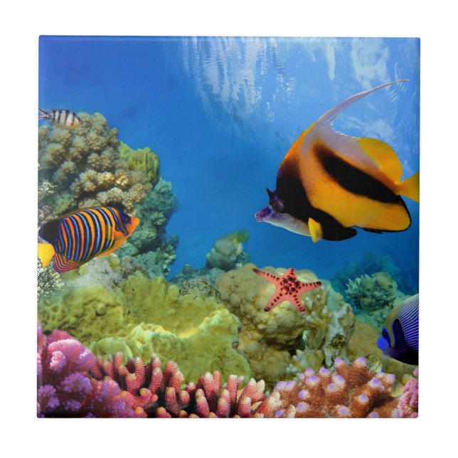 Colourful Coral & Tropical Fish Tile (Front)
