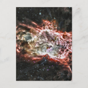 Colourful Cosmos Postcard