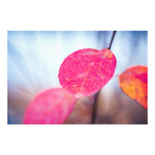 Colourful Cotoneaster Leaves Photo Print