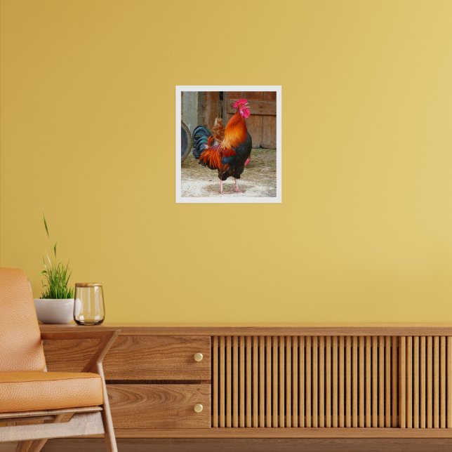 Colourful Crowing Rooster by Barn Poster (Living Room 2)