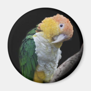 Colourful Cutie Magnet