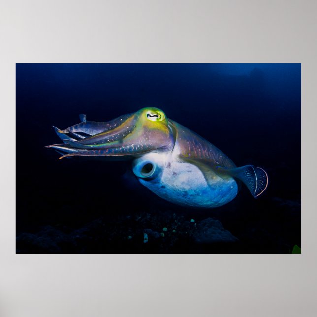 Colourful Cuttlefish Poster (Front)