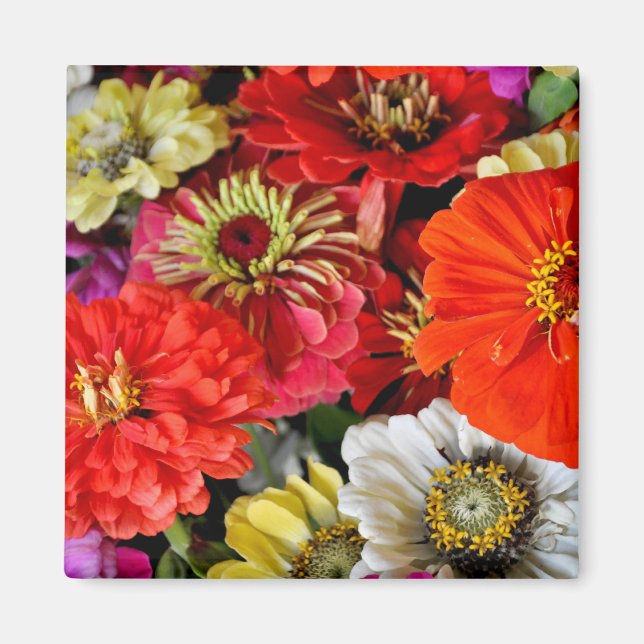 Colourful dahlia flowers magnet (Front)