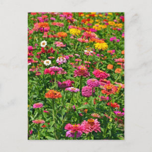 Colourful dahlias garden postcard