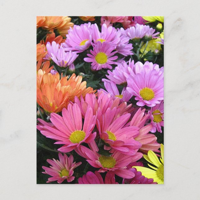 Colourful Daisies Photo Art Postcard (Front)