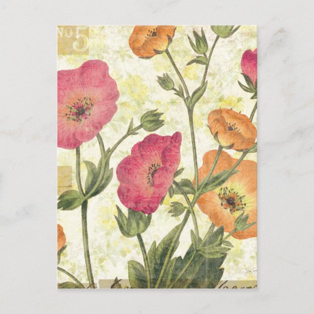 Colourful Daisies Postcard (Front)