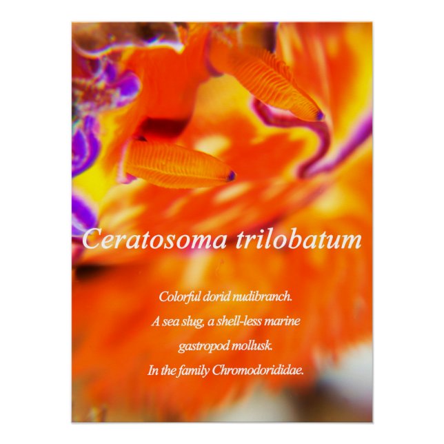 Colourful dorid nudibranch.  poster (Front)