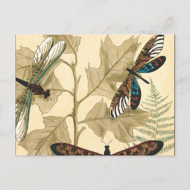 Colourful Dragonflies Floating Above Leaves Postcard (Front)