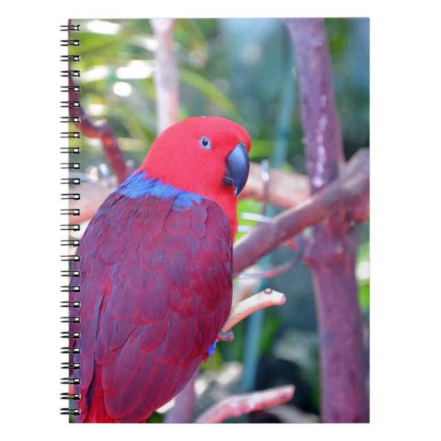 Colourful eclectus parrot notebook (Front)