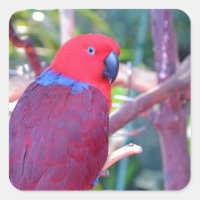 Colourful eclectus parrot