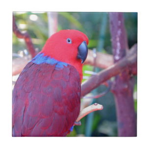 Colourful eclectus parrot tile