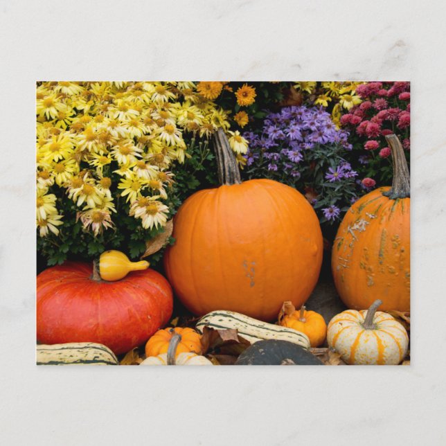 Colourful fall decorative pumpkin display postcard (Front)