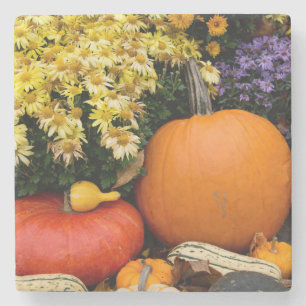 Colourful fall decorative pumpkin display stone coaster