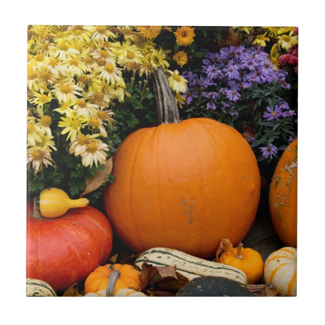 Colourful fall decorative pumpkin display tile (Front)