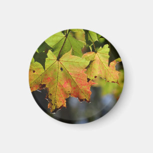 Colourful fall leaves magnet