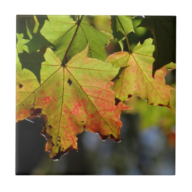 Colourful fall leaves tile (Front)