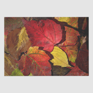 Colourful Fall Leaves Tissue Paper