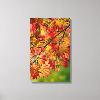 Colourful Fall Leaves Wrapped Canvas