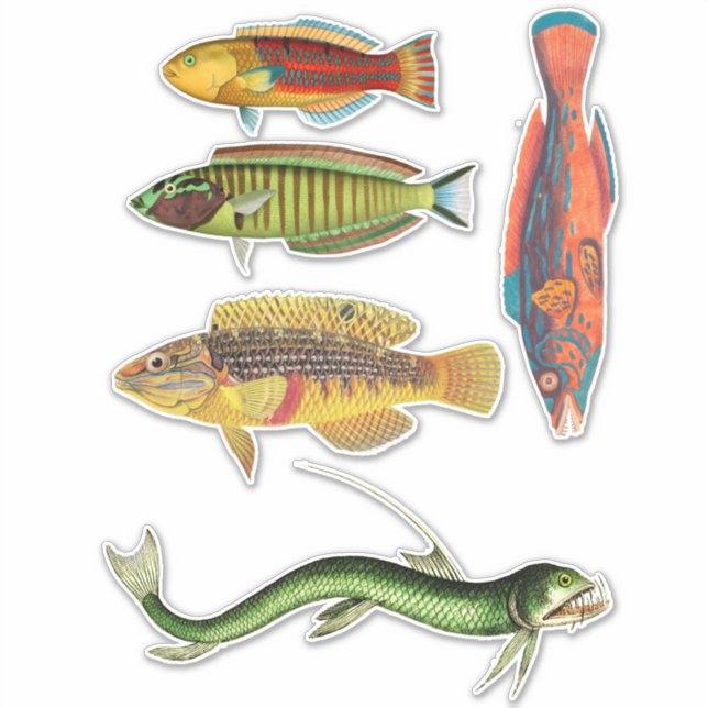 Colourful Fish Art Nature Ocean Animals (Front)
