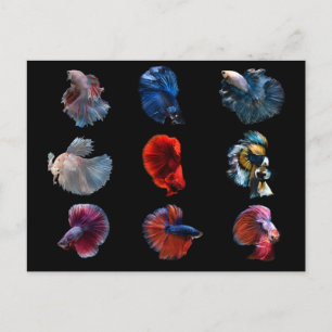 Colourful Fish postcard