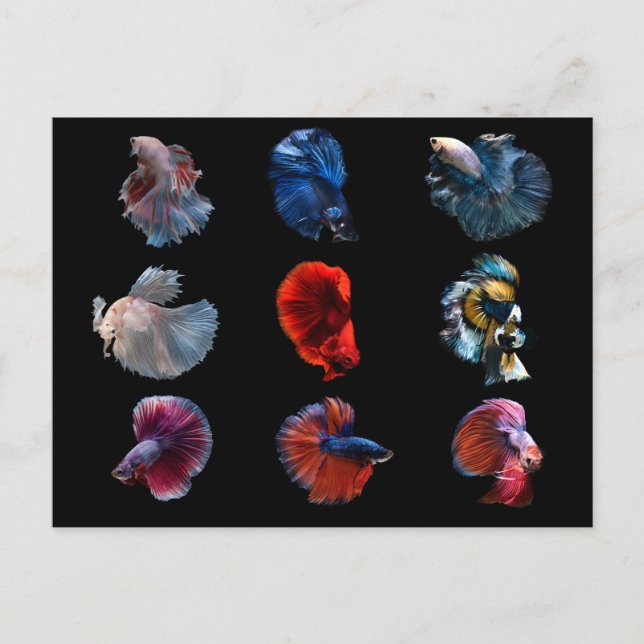 Colourful Fish postcard (Front)