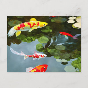 Colourful Fish Postcard