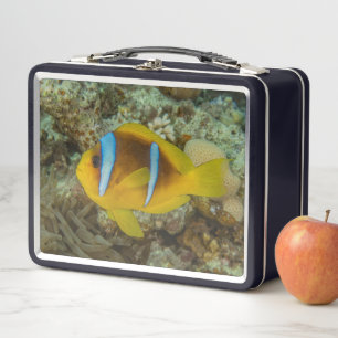 Colourful Fish Swimming in the Red Sea Eilat Israe Metal Lunch Box