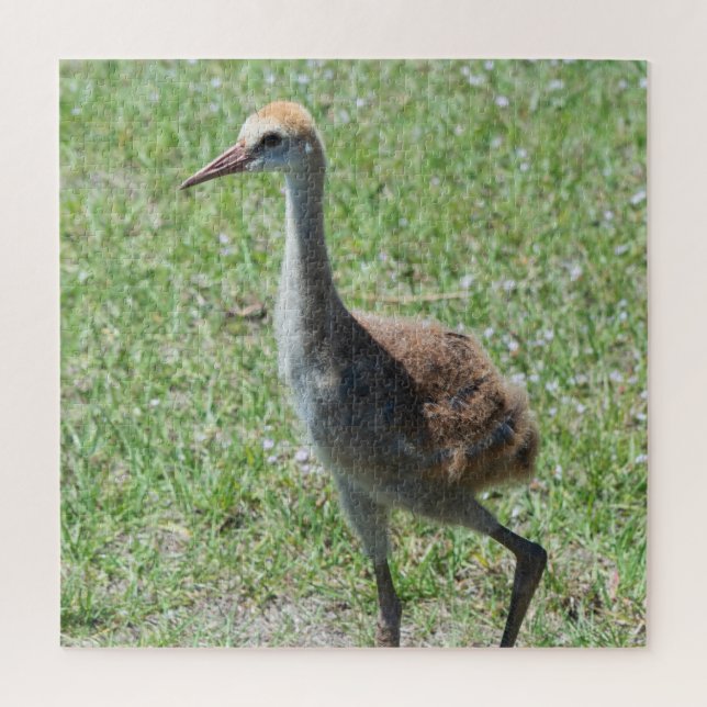Colourful Florida Sandhill Cranes Wildlife Photo Jigsaw Puzzle (Vertical)