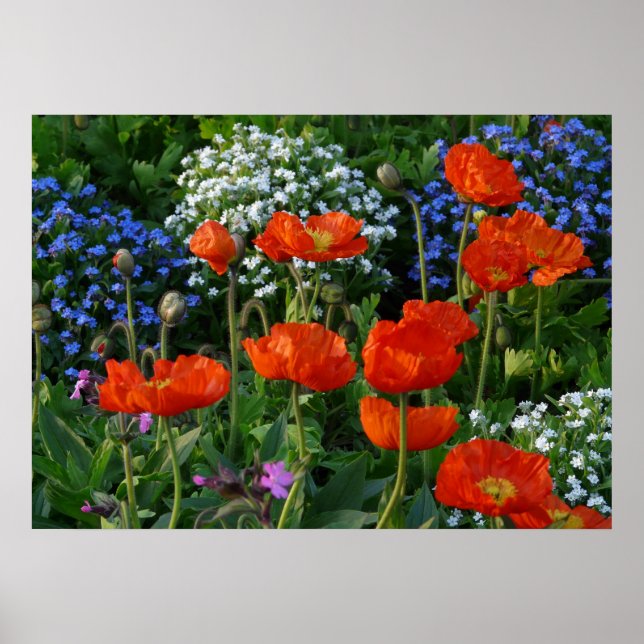 Colourful Flower Bed  with red poppies Poster (Front)