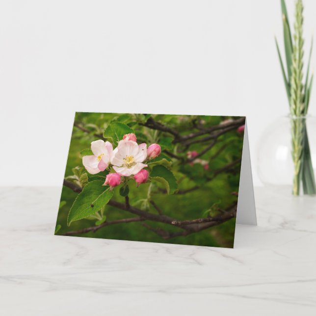 [Colourful Flowers] Apple Blossom  - Any Occasion Card (Front)