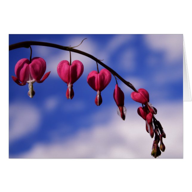 [Colourful Flowers] Bleeding Heart Greeting Card (Front Horizontal)