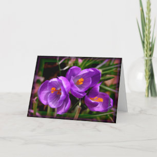 [Colourful Flowers] Crocus vernus  - Any Occasion Card