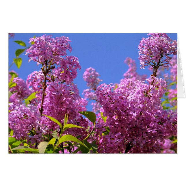 [Colourful Flowers] Lilac Syringa - Greeting Card (Front Horizontal)