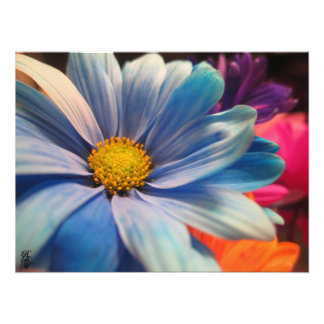 Colourful Flowers Photo Print